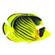 butterflyfish