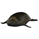 monk_seal