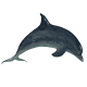 dolphin