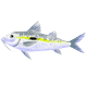 goatfish